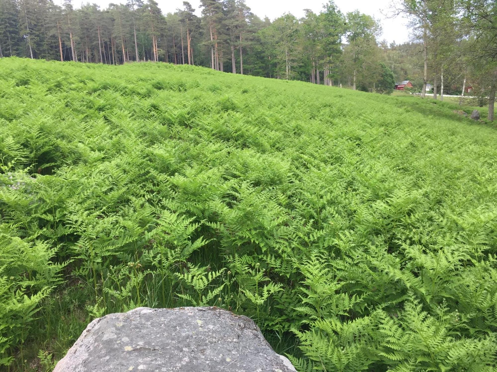 Sanglert Villa Strömstad Eksteriør bilde